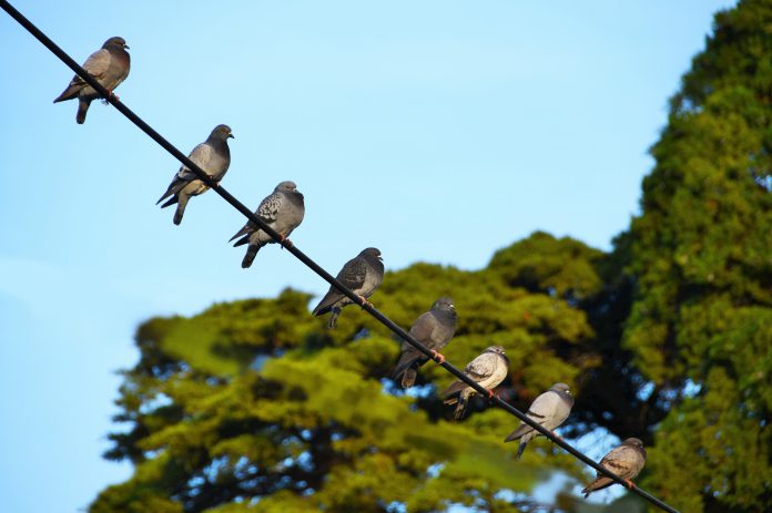 Orientações para aplicação da Diretiva Aves com regras sobre proteção das aves selvagens Orientações para aplicação da Diretiva Aves com regras sobre proteção das aves selvagens