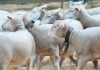 Eurodeputados aprovam novas medidas de apoio aos agricultores na cadeia de abastecimento alimentar Eurodeputados aprovam novas medidas de apoio aos agricultores na cadeia de abastecimento alimentar