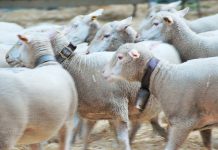 Eurodeputados aprovam novas medidas de apoio aos agricultores na cadeia de abastecimento alimentar Eurodeputados aprovam novas medidas de apoio aos agricultores na cadeia de abastecimento alimentar