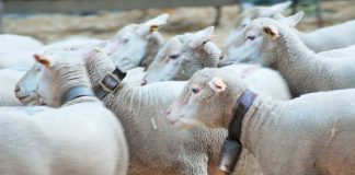 Eurodeputados aprovam novas medidas de apoio aos agricultores na cadeia de abastecimento alimentar Eurodeputados aprovam novas medidas de apoio aos agricultores na cadeia de abastecimento alimentar