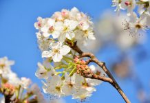 Mapeamento de variações genéticas da pereira contribui para melhoramento da fruta