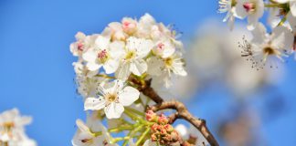 Mapeamento de variações genéticas da pereira contribui para melhoramento da fruta Mapeamento de variações genéticas da pereira contribui para melhoramento da fruta