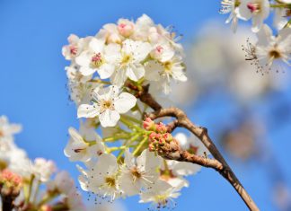 Mapeamento de variações genéticas da pereira contribui para melhoramento da fruta