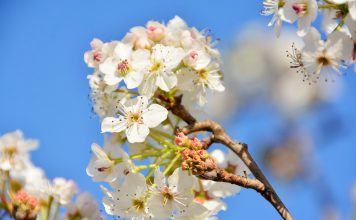 Mapeamento de variações genéticas da pereira contribui para melhoramento da fruta