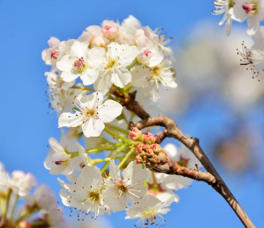 Mapeamento de variações genéticas da pereira contribui para melhoramento da fruta