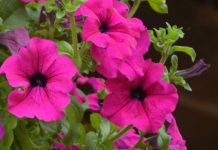 Plantas mais aromáticas e saudáveis com estratégia “livre de transgénicos” Plantas mais aromáticas e saudáveis com estratégia "livre de transgénicos"