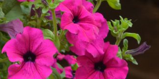 Plantas mais aromáticas e saudáveis com estratégia “livre de transgénicos” Plantas mais aromáticas e saudáveis com estratégia "livre de transgénicos"