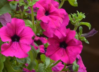 Plantas mais aromáticas e saudáveis com estratégia "livre de transgénicos"