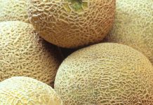 Estudo mostra que um único gene controla o tamanho do melão