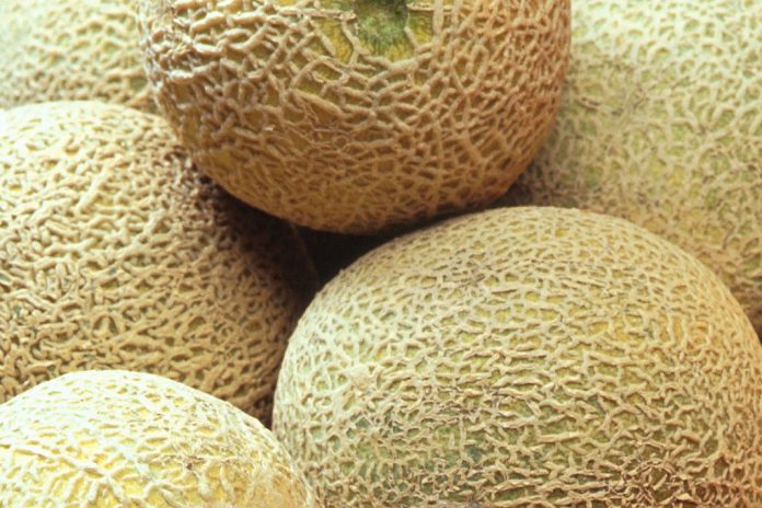 Estudo mostra que um único gene controla o tamanho do melão