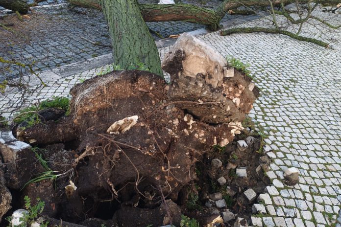 Empresas afetadas pelo mau tempo podem candidatar-se a linha de apoio de 150 milhões de euros Empresas afetadas pelo mau tempo podem candidatar-se a linha de apoio de 150 milhões de euros