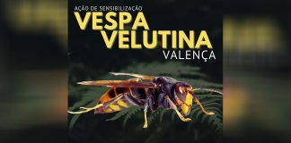 Identificar e combater a Vespa Velutina: Sessão para Apicultores em Valença Identificar e combater a Vespa Velutina: Sessão para Apicultores em Valença