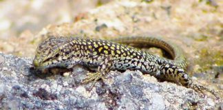 Só o uso mais responsável de pesticidas pode garantir ecossistemas agrícolas conclui investigação da Universidade do Porto Só o uso mais responsável de pesticidas pode garantir ecossistemas agrícolas conclui investigação da Universidade do Porto