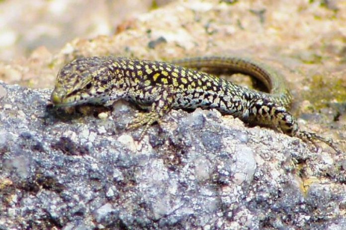 Só o uso mais responsável de pesticidas pode garantir ecossistemas agrícolas conclui investigação da Universidade do Porto