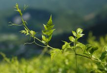 Genoma do chá de videira (chinês) revela possuir um potente antioxidante