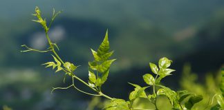 Genoma do chá de videira (chinês) revela possuir um potente antioxidante Genoma do chá de videira (chinês) revela possuir um potente antioxidante
