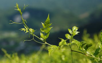 Genoma do chá de videira (chinês) revela possuir um potente antioxidante