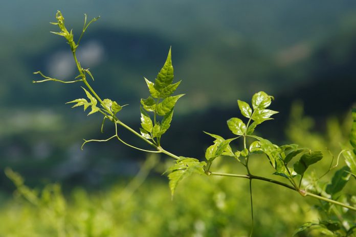 Genoma do chá de videira (chinês) revela possuir um potente antioxidante