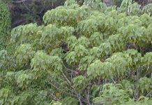 Planta que produz muita gordura saudável para o cérebro e a importância para a agricultura