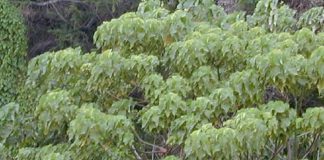 Planta que produz muita gordura saudável para o cérebro e a importância para a agricultura Planta que produz muita gordura saudável para o cérebro e a importância para a agricultura
