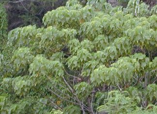 Planta que produz muita gordura saudável para o cérebro e a importância para a agricultura Planta que produz muita gordura saudável para o cérebro e a importância para a agricultura