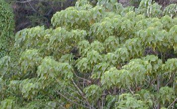 Planta que produz muita gordura saudável para o cérebro e a importância para a agricultura Planta que produz muita gordura saudável para o cérebro e a importância para a agricultura