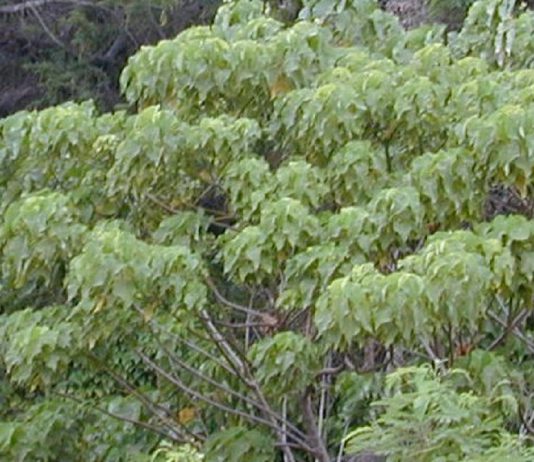 Planta que produz muita gordura saudável para o cérebro e a importância para a agricultura Planta que produz muita gordura saudável para o cérebro e a importância para a agricultura