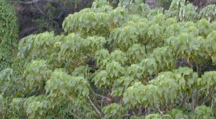 Planta que produz muita gordura saudável para o cérebro e a importância para a agricultura Planta que produz muita gordura saudável para o cérebro e a importância para a agricultura
