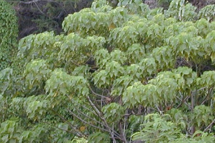 Planta que produz muita gordura saudável para o cérebro e a importância para a agricultura Planta que produz muita gordura saudável para o cérebro e a importância para a agricultura