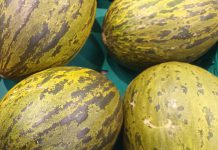 Descobertas moleculares para alterar a textura do melão