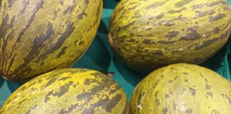 Descobertas moleculares para alterar a textura do melão Descobertas moleculares para alterar a textura do melão