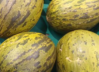 Descobertas moleculares para alterar a textura do melão Descobertas moleculares para alterar a textura do melão