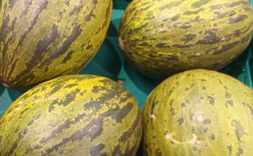 Descobertas moleculares para alterar a textura do melão Descobertas moleculares para alterar a textura do melão