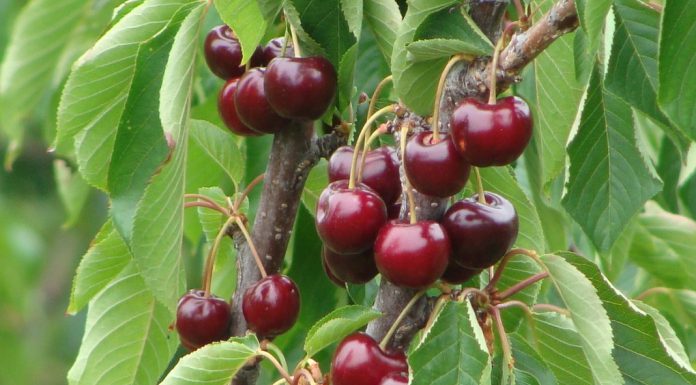 Cerejas podem retardar a disseminação agressiva do cancro da mama Cerejas podem retardar a disseminação agressiva do cancro da mama