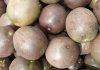 Casca de maracujá-roxo pode como coadjuvante nutricional ajudar a combater a inflamação associada à asma