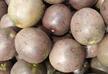Casca de maracujá-roxo pode como coadjuvante nutricional ajudar a combater a inflamação associada à asma Casca de maracujá-roxo pode como coadjuvante nutricional ajudar a combater a inflamação associada à asma