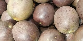 Casca de maracujá-roxo pode como coadjuvante nutricional ajudar a combater a inflamação associada à asma Casca de maracujá-roxo pode como coadjuvante nutricional ajudar a combater a inflamação associada à asma