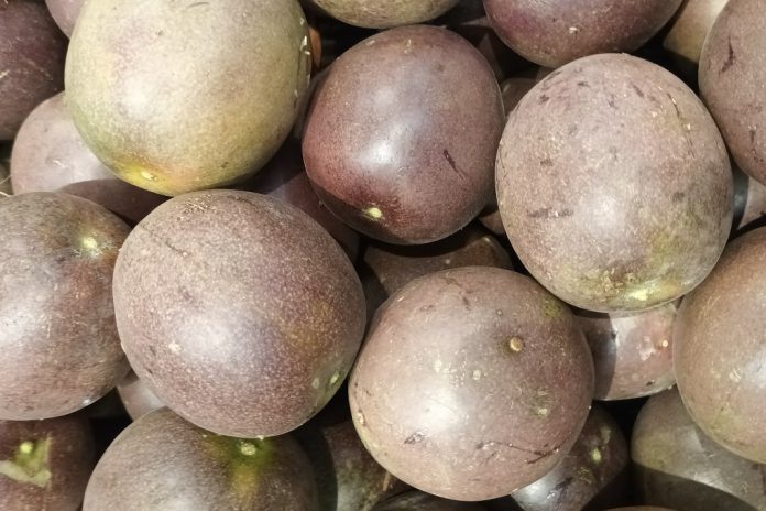 Casca de maracujá-roxo pode como coadjuvante nutricional ajudar a combater a inflamação associada à asma Casca de maracujá-roxo pode como coadjuvante nutricional ajudar a combater a inflamação associada à asma