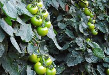 Robôs recolhem características dos tomateiros e revelam hereditariedade genética Robôs recolhem características dos tomateiros e revelam hereditariedade genética