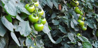 Robôs recolhem características dos tomateiros e revelam hereditariedade genética Robôs recolhem características dos tomateiros e revelam hereditariedade genética