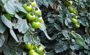 Robôs recolhem características dos tomateiros e revelam hereditariedade genética