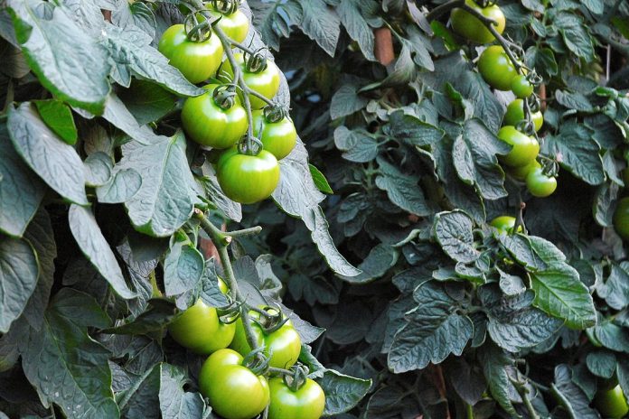 Robôs recolhem características dos tomateiros e revelam hereditariedade genética