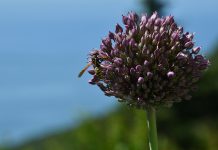 Florestas são farmácias de medicamentos naturais Florestas são farmácias de medicamentos naturais