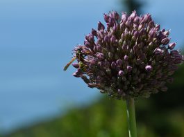 Florestas são farmácias de medicamentos naturais