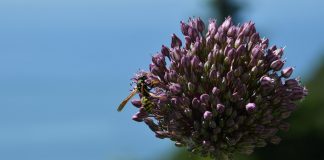 Florestas são farmácias de medicamentos naturais Florestas são farmácias de medicamentos naturais