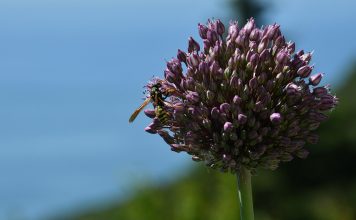 Florestas são farmácias de medicamentos naturais Florestas são farmácias de medicamentos naturais