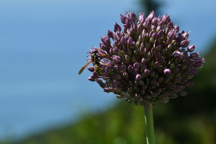 Florestas são farmácias de medicamentos naturais Florestas são farmácias de medicamentos naturais