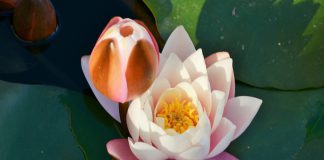 Genoma completo de um nenúfar revela como as plantas ancestrais sobrevivem à seca Genoma completo de um nenúfar revela como as plantas ancestrais sobrevivem à seca