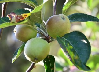 Fito–hormonas da macieira podem ser o recurso para tornar a planta resistente a solo alcalino Fito-hormonas da macieira podem ser o recurso para tornar a planta resistente a solo alcalino