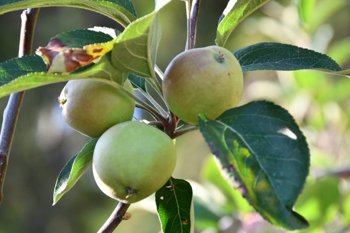 Fito-hormonas da macieira podem ser o recurso para tornar a planta resistente a solo alcalino Fito-hormonas da macieira podem ser o recurso para tornar a planta resistente a solo alcalino